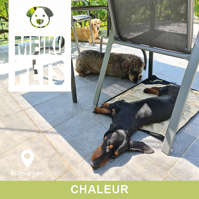 Le tapis rafraîchissant Dogger