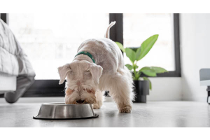 Allergie oder Intoleranz? 