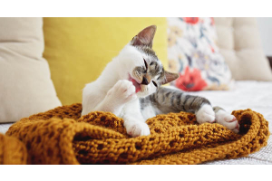 Immer schön sauber bleiben – Fellpflege bei Katzen 