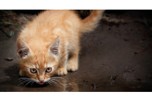 Le comportement naturel d'hydratation du chat