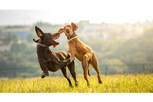 Quand on en fait trop: «... il est infatigable!»