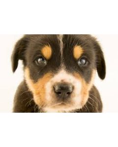 Milan Test Product DE