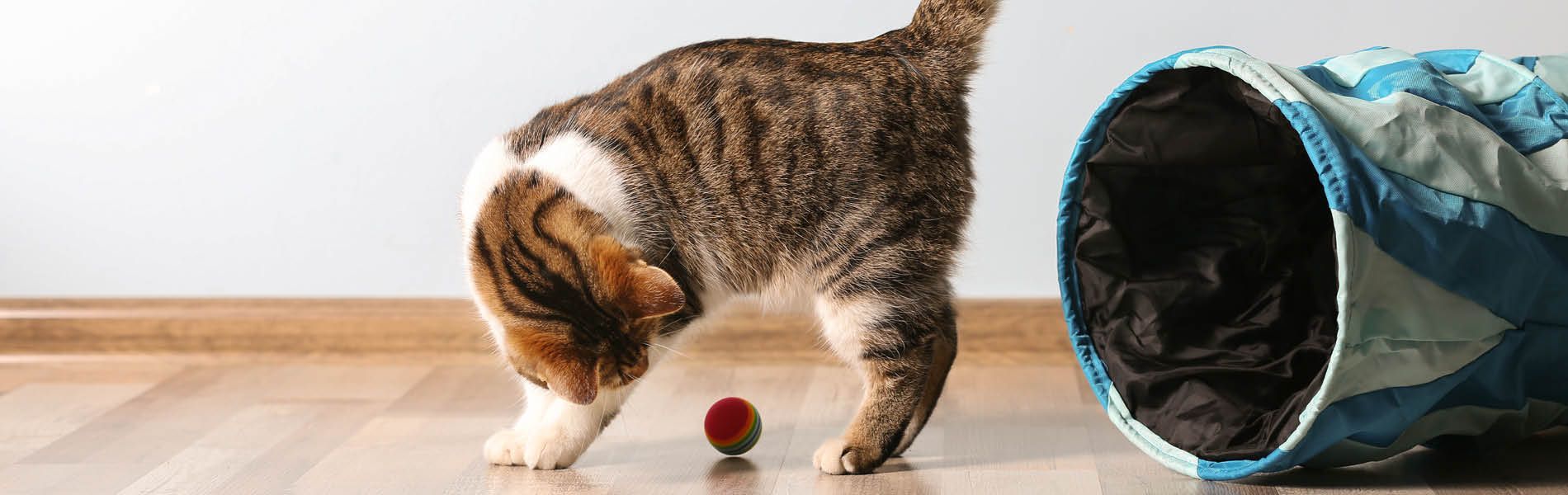 Belohnungssnacks für Katzen 1