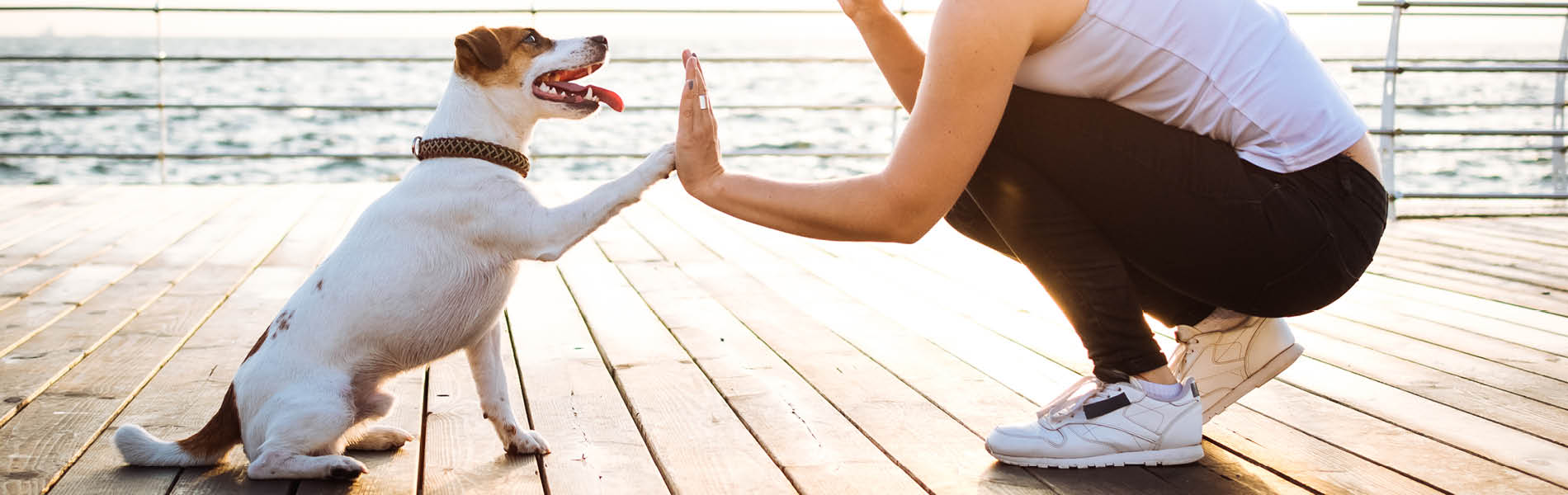 Clickertraining für Hunde 3
