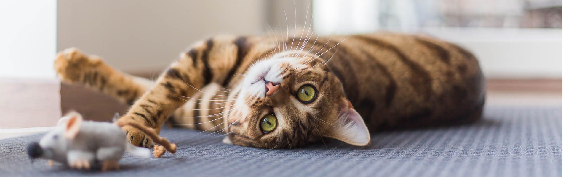 Spielzeug für Katzen 2