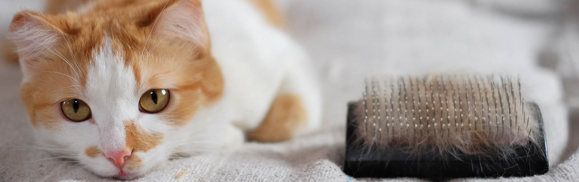 Compléments alimentaire pour chats 1