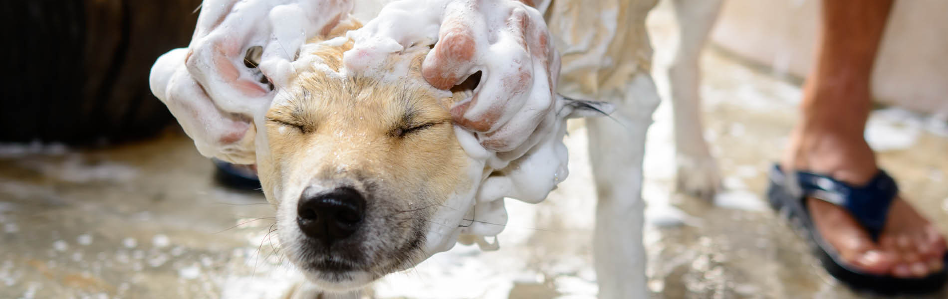 Nahrungsergänzungsmittel für den Hund 3