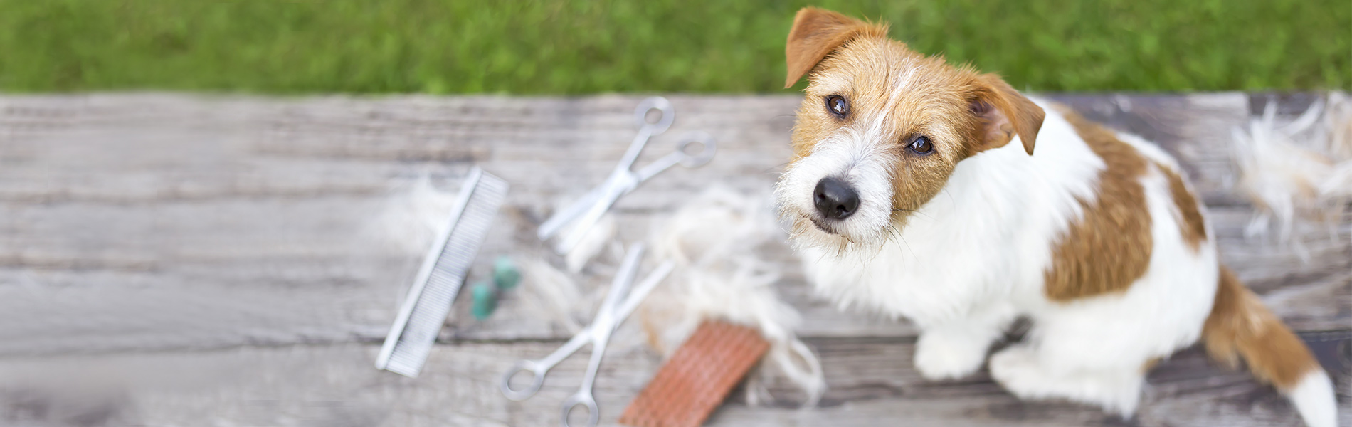 Nahrungsergänzungsmittel für den Hund 1