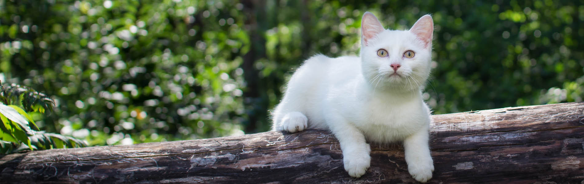 Protection antiparasitaire pour chats 5