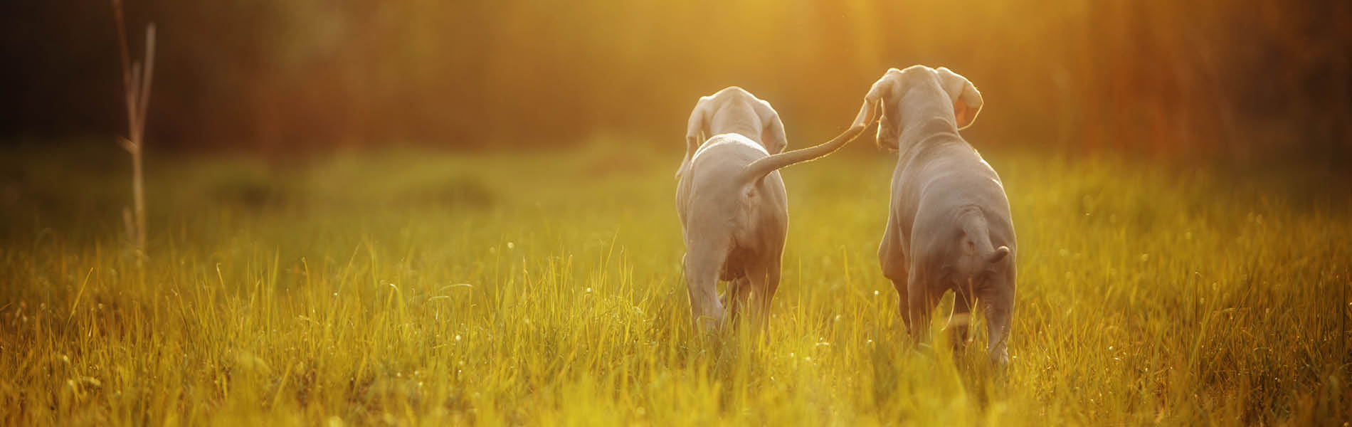 Protection antiparasitaire pour chiens 3