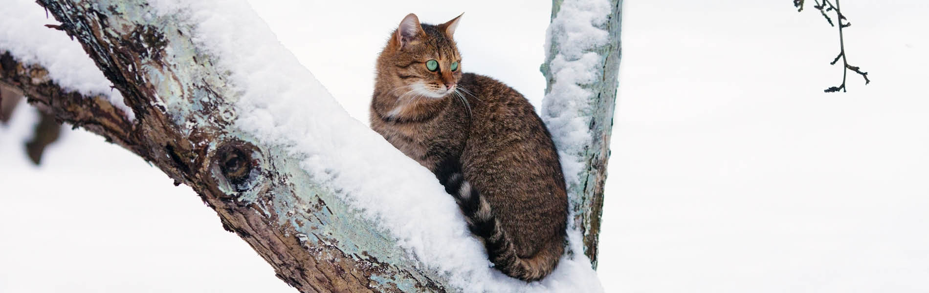 Katze – Stärkung des Immunsystems 2