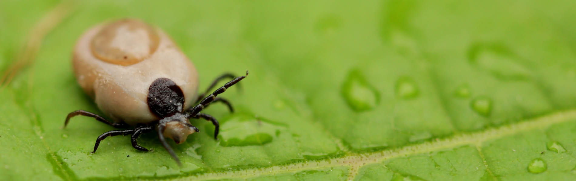 Protection antiparasitaire pour chiens 2