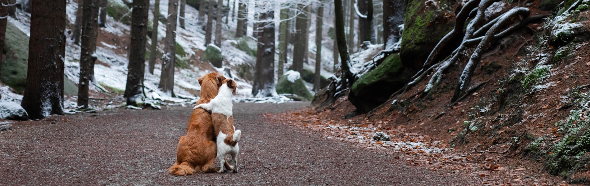 Chien – Le système immunitaire 2