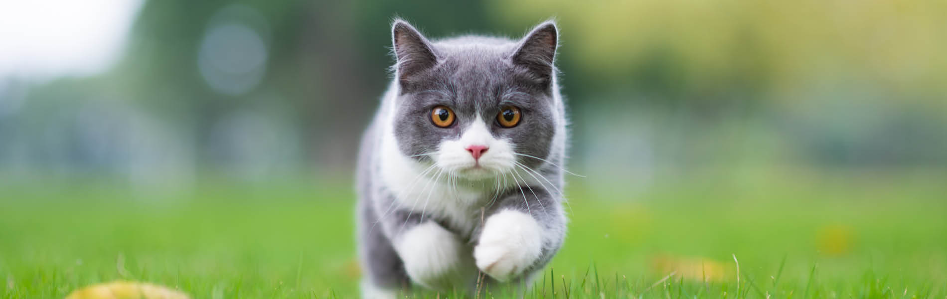 Protection antiparasitaire pour chats 3