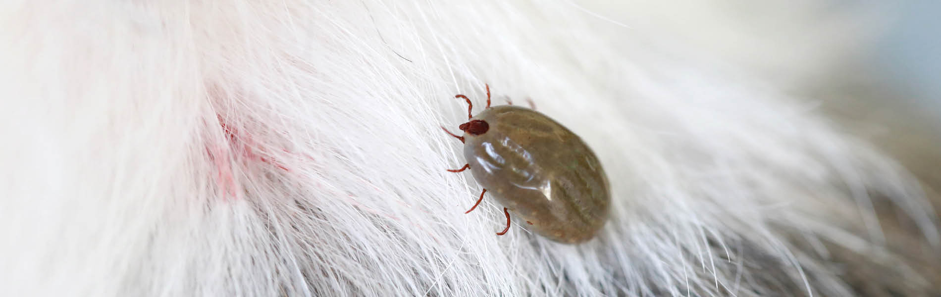 Protection antiparasitaire pour chats 2