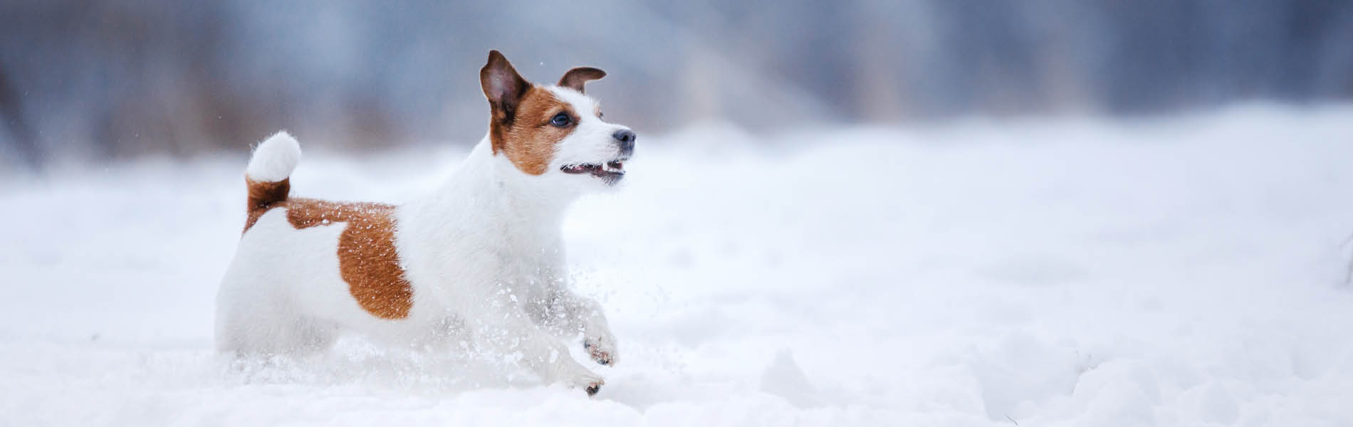Chien – Le système immunitaire 1