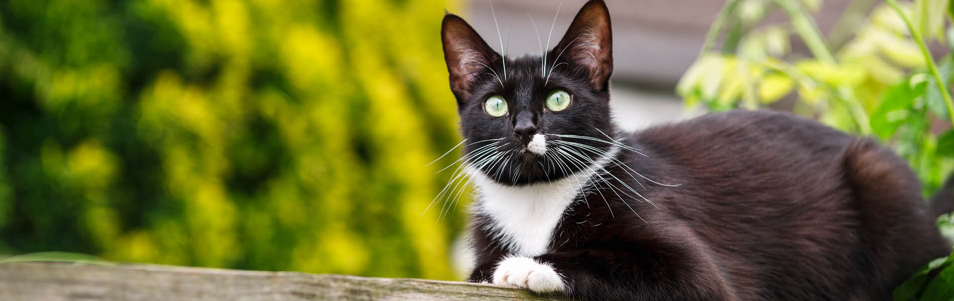 Protection antiparasitaire pour chats 1