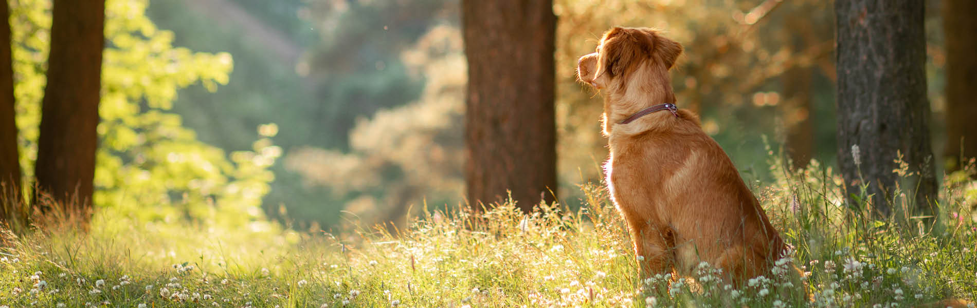 Protection antiparasitaire pour chiens 1