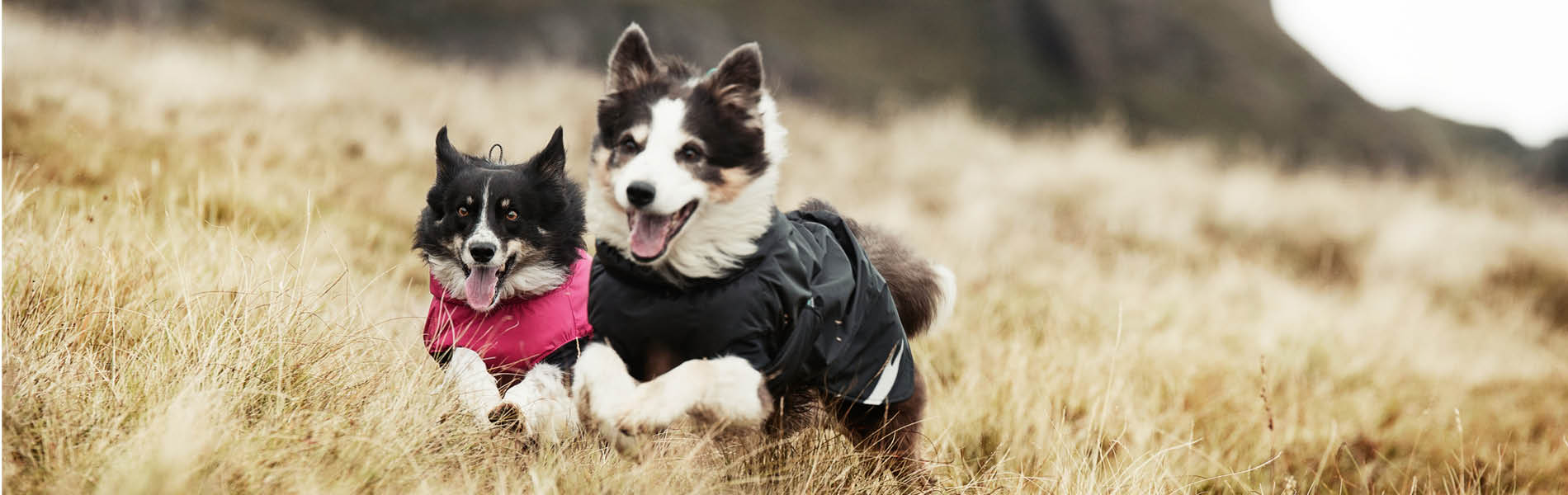 Manteaux pour chiens 3