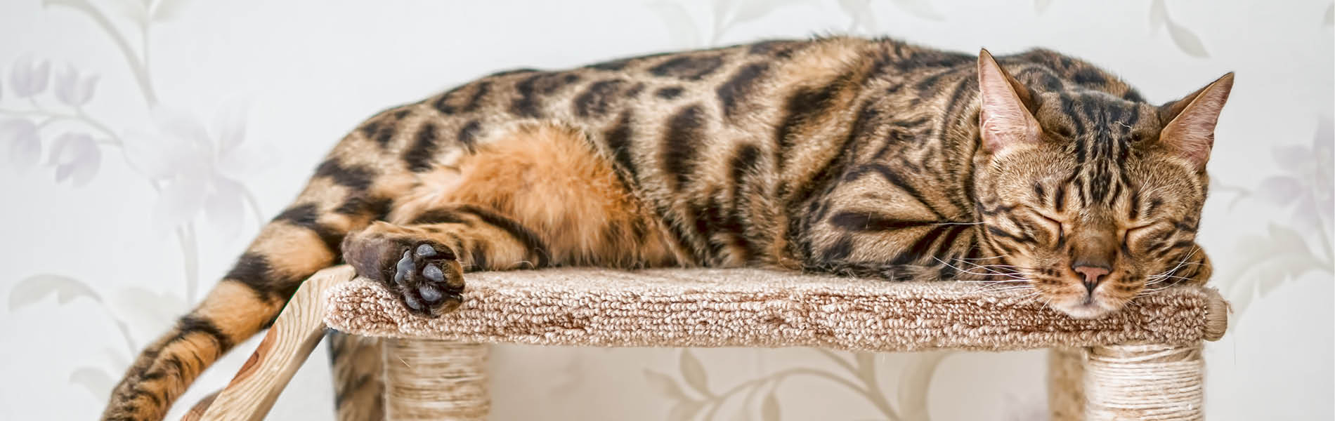 Katzenschlafplätze 1