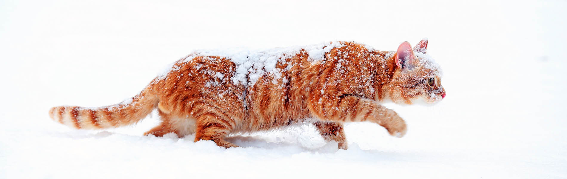 Chat – Le système immunitaire 1