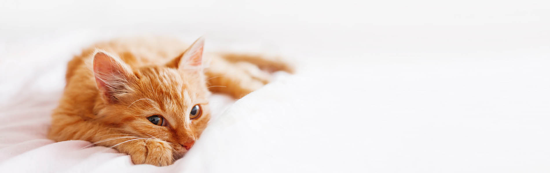 Katzenschlafplätze 2