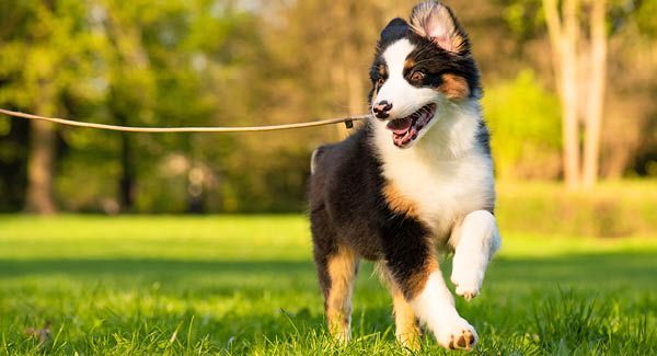 Jagdaargau AJV & Kantonalverband Aargauer Kynologen KVAK