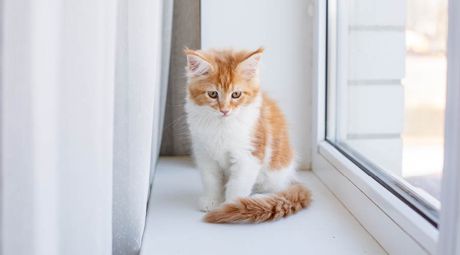 Balkon- & Fensterschutz