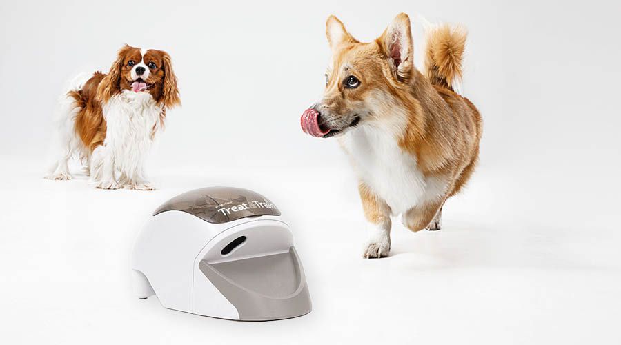 Belohnungssystem für Hunde