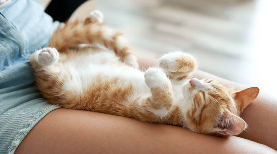 Beruhigt ins neue Zuhause