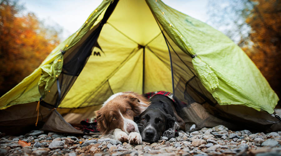 Ferien auf dem Campingplatz