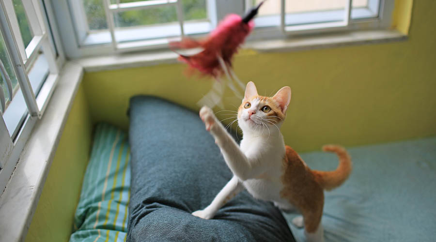 Spielzeug für Katzen