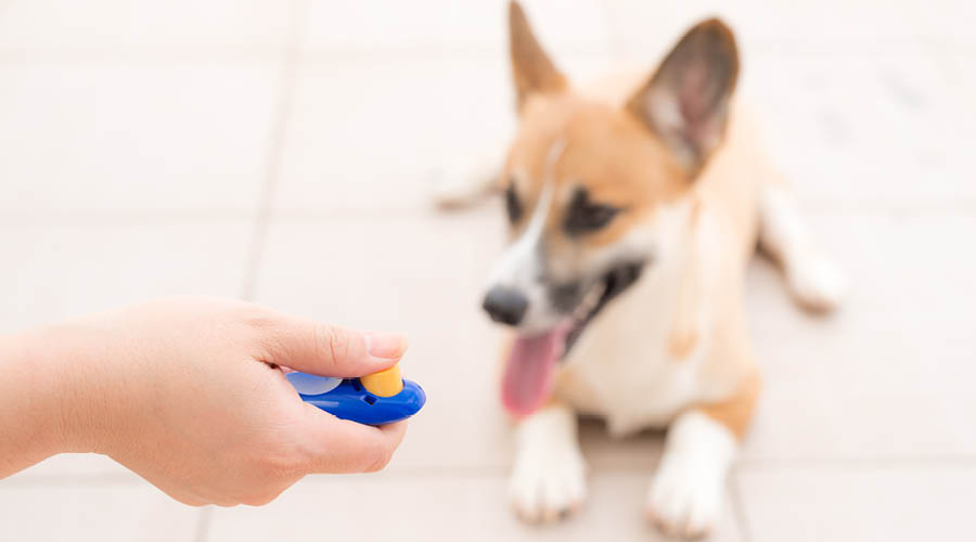 Clickertraining für Hunde