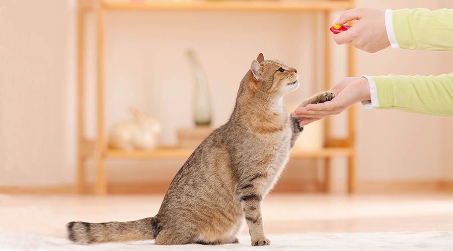 Clickertraining für Katzen