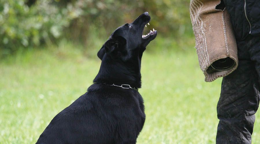 Schutz- & Diensthunde