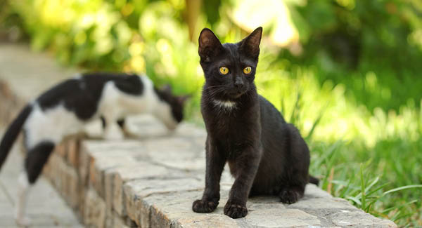 Bundesamt für Veterinärwesen
