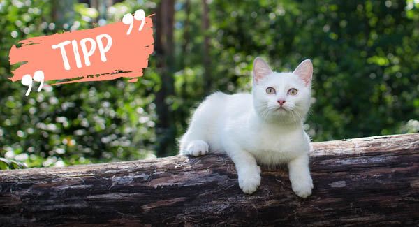 Zeckenfrei die Welt entdecken