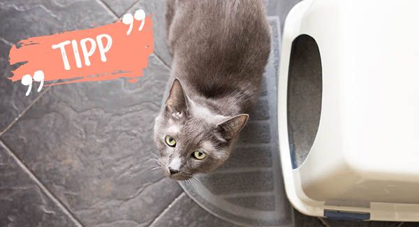 Mehrere stille Örtchen einrichten