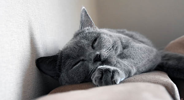 Schweizer Tierschutz STS