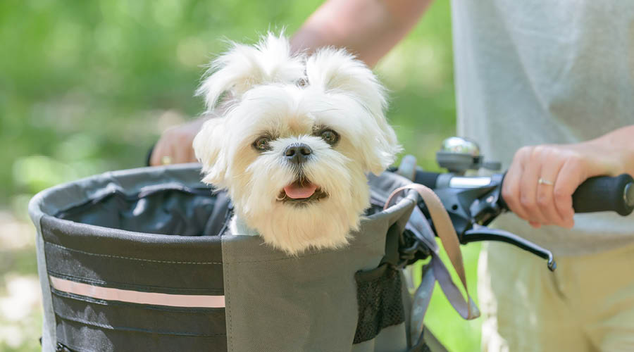 Unterwegs mit dem Fahrrad