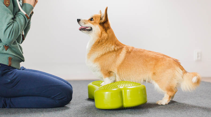 Muskelaufbau & Koordination