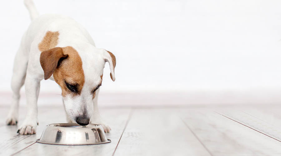 Nourriture pour chiens