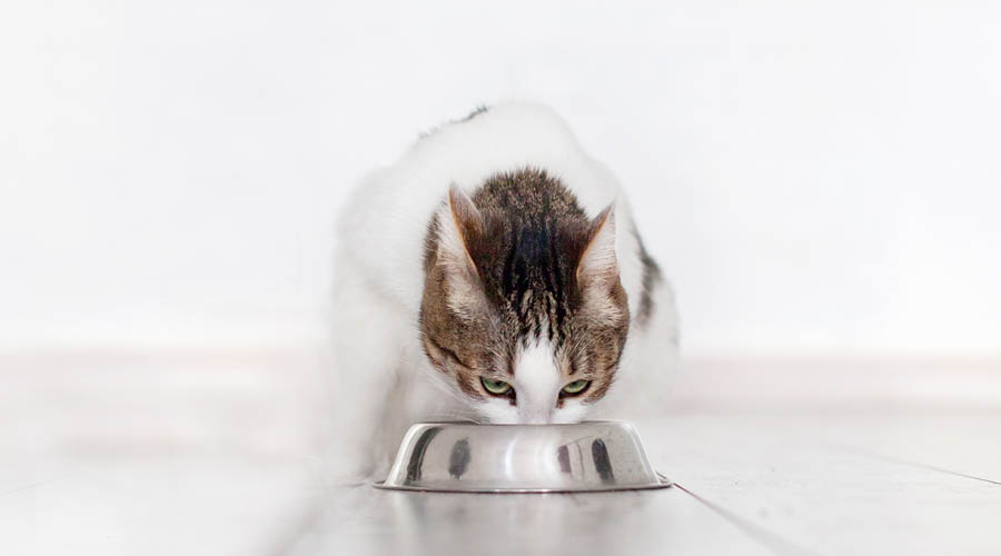 Nourriture pour chats