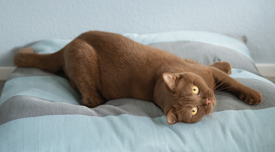 Un «chez soi» confortable