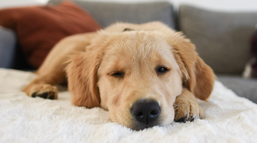 Un «chez soi» confortable