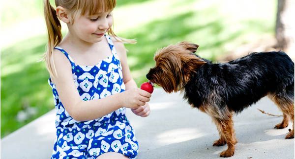 La glace saine pour chiens et chats