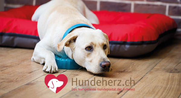 Vorbereitung für den 1. August mit Hund