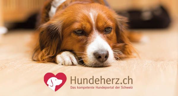 Vorbereitung für den Silvester mit Hund