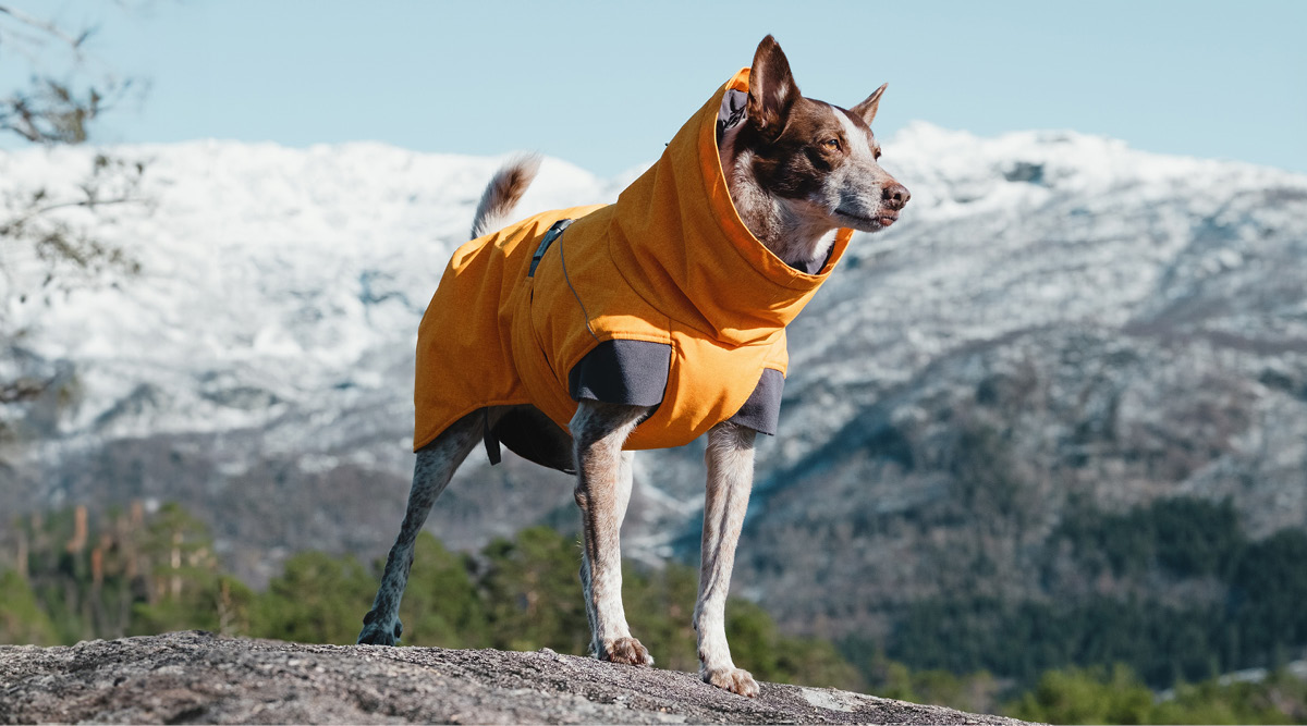 Manteaux pour chiens