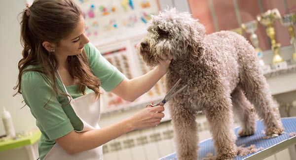 Waschen, schneiden, föhnen – alles zum Verwöhnen